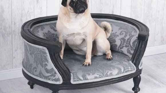 Nur das Beste für den Hund - Gesunde und luxuriöse Hundebetten voll im Trend