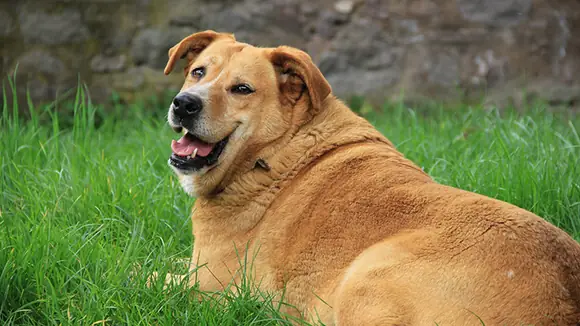 Übergewicht beim Hund I Was tun?