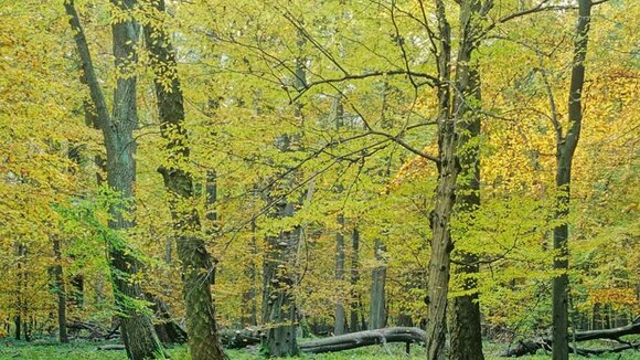 Waldbaden geht auch im Herbst – Mitten in Deutschland die eigene Mitte finden
