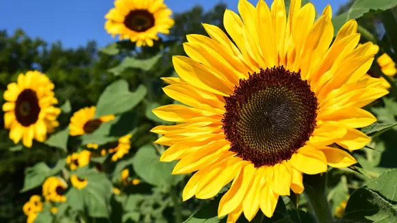 Von der Sonnenblume zur einzigartigen Innovation
