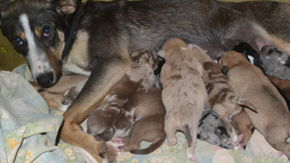 Alles neu macht der Frühling – Tierbabys fluten Tierheime