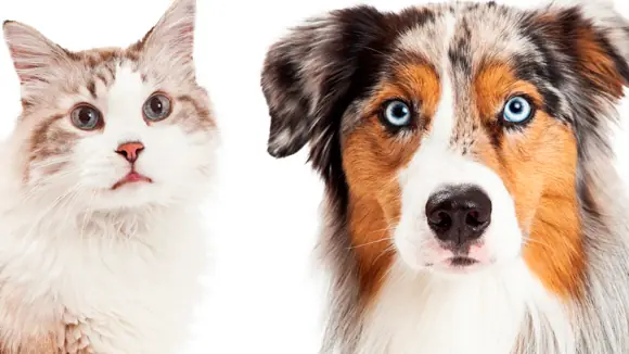Hilfe für Hund und Katze bei Durchfall und Arthrose
