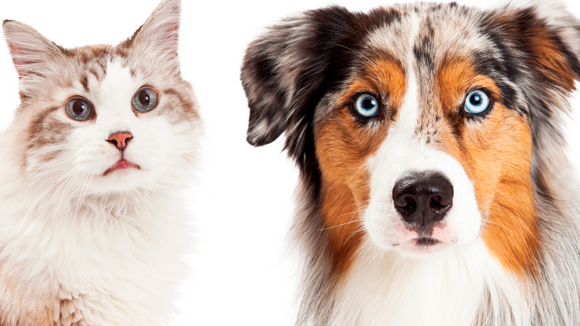 Hilfe für Hund und Katze bei Durchfall und Arthrose