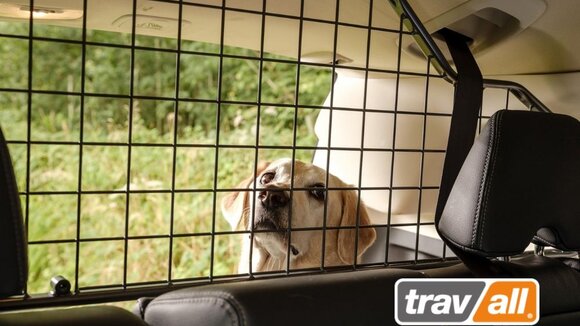Hunde in kleinen Autos sichern