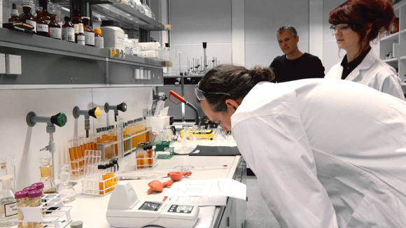 Studie der Universität Siegen: Guayusa-Tee aus Ecuador stellt Grüntee, Mate und Cola in den Schatten