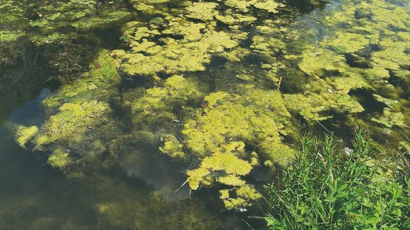 Deutsche Gewässer in schlechtem Zustand - NaturSinn fordert Dialog mit der Landespolitik