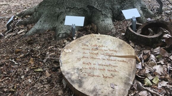Warnung vor Gedenkstücken im Bestattungswald: Nicht nur wegen Waldbrandgefahr auf Kerzen verzichten