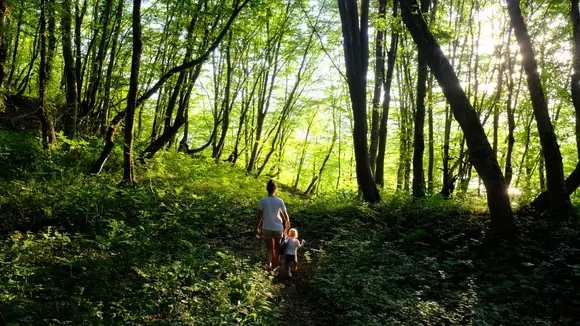 Investitionsprogramm Wald des BMEL: DekaData Software-Kunden erhalten volle Fördersumme