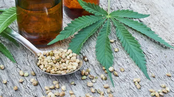 CBD-, Hanf- oder Hasch-Öl? Was ist was?