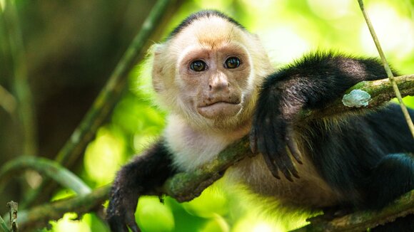 Reisen in Pandemie- Zeiten. Wohin kann man noch verreisen?