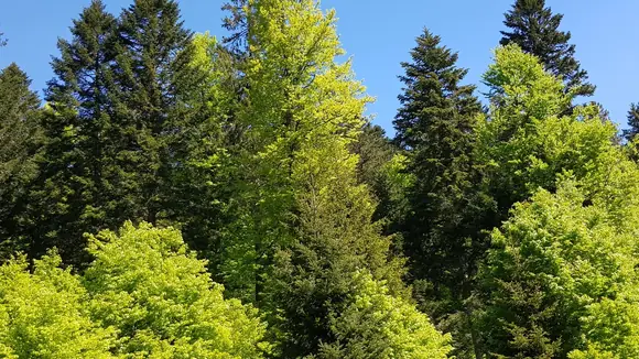 Bauwerk Talk: Wald im Wandel