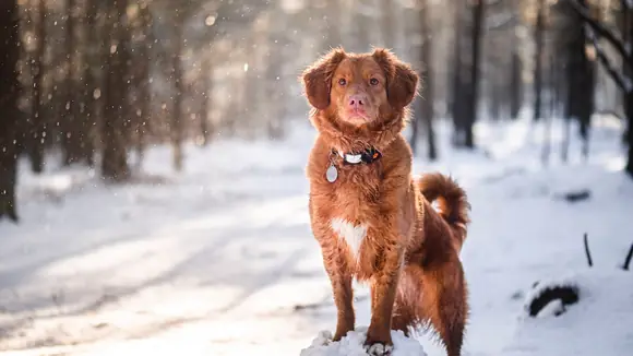 Hund im Schnee