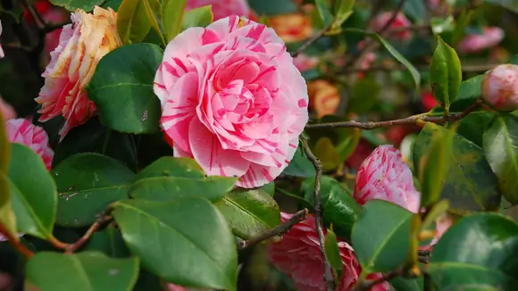 Blumen am Lago Maggiore, Italien