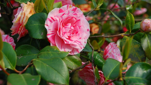 Blumen am Lago Maggiore, Italien