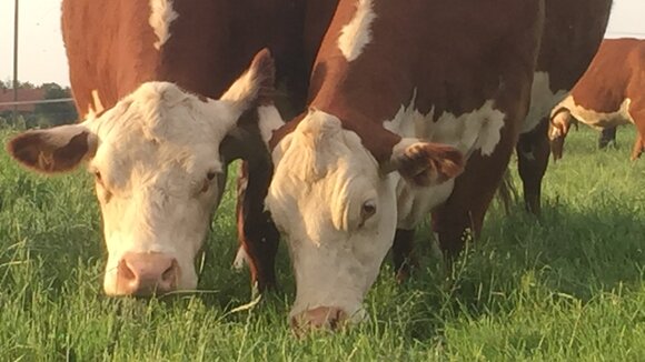 Weidefleisch Rindfleisch Humusaufbau