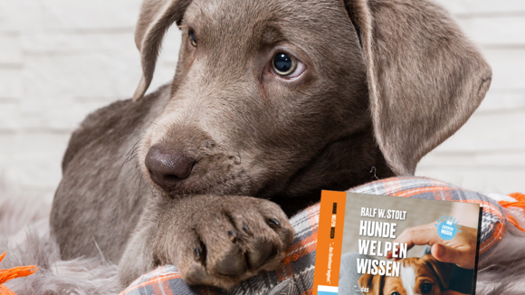 Welpen Checkliste aus dem SalzHund Medienverlag