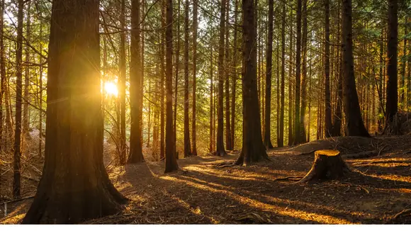 Titelbild des Harzkalenders 2025: Tiefstehende Sonne im Wald