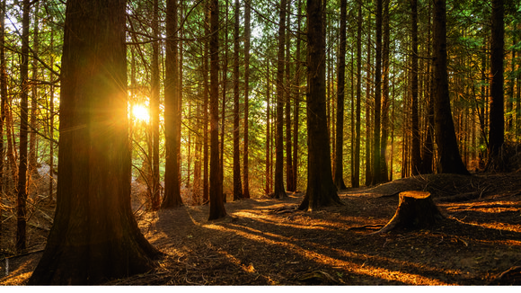 Titelbild des Harzkalenders 2025: Tiefstehende Sonne im Wald