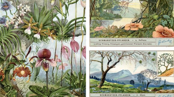 Bäume als Lebensraum: Orchideen-Arten und Schmarotzerpflanze.n