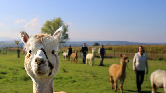 Alpakawanderung