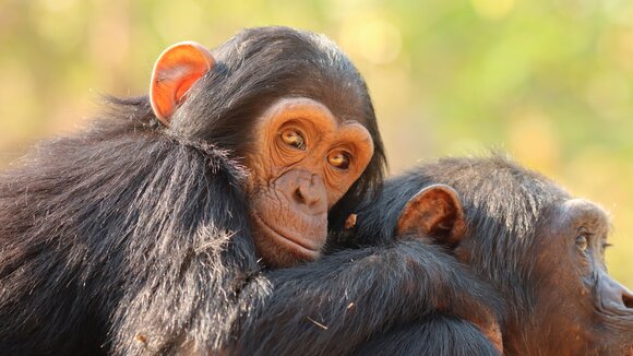  Schimpansen im Chimfunshi Wildlife Orphanage Trust Sambia
