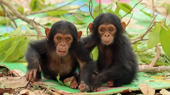 Die Schimpansen-Zwillinge Reya und Robbie im Chimfunshi Wildlife Orphanage Trust in Sambia.