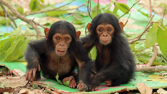 Die Schimpansen-Zwillinge Reya und Robbie im Chimfunshi Wildlife Orphanage Trust in Sambia.