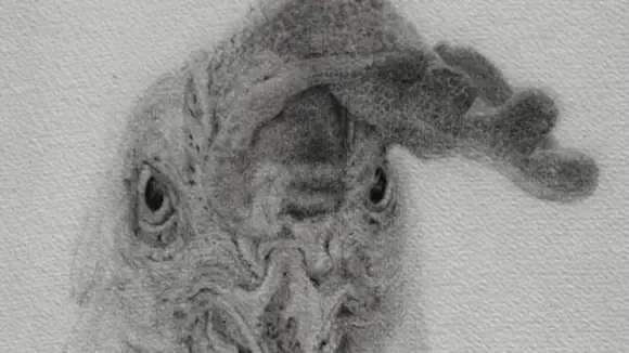 Portrait eines Huhnes, das den Betrachter angriffslustig mustert. Graphit auf Papier.