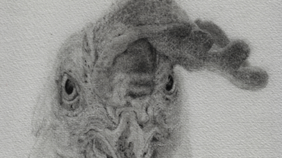 Portrait eines Huhnes, das den Betrachter angriffslustig mustert. Graphit auf Papier.