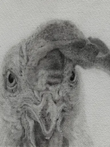 Portrait eines Huhnes, das den Betrachter angriffslustig mustert. Graphit auf Papier.